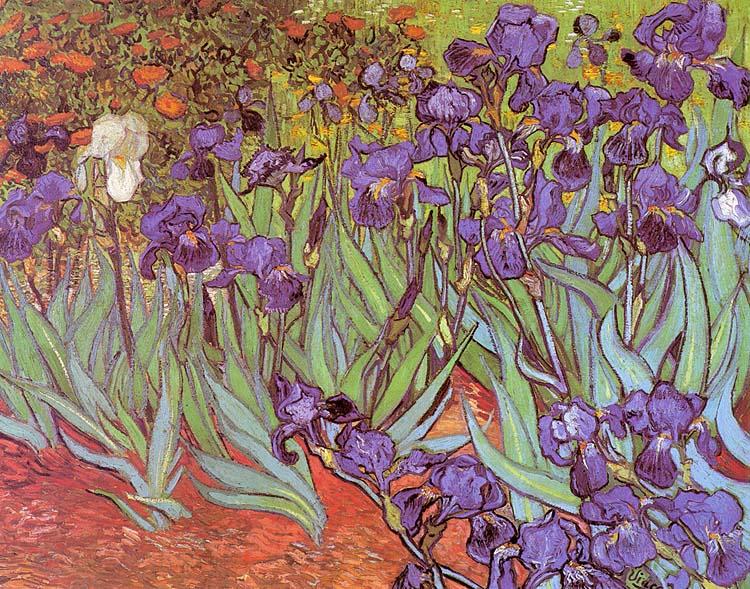 Vincent Van Gogh Irises